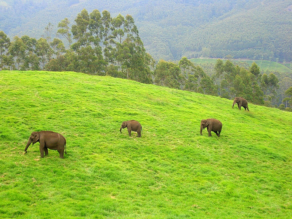 Eravikulam National Park